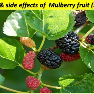 10 surprising benefits of mulberry fruit. uses, benefits and side effects of mulberry fruit.