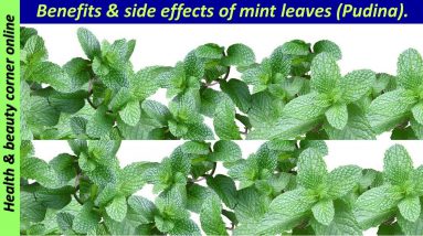why mint leaves good for you? health benefits and side effects. Health and beauty corner online.