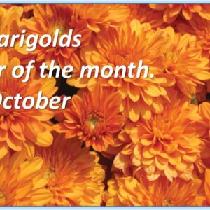 Marigolds flower of month, october. silent live