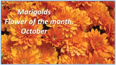 Marigolds flower of month, october. silent live