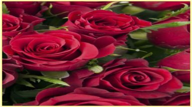 Good morning friends. live on ha . let's have chit chat