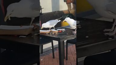 Cute seagulls on honeymoon dinner #shorts #short #viralshorts #shinewithshorts