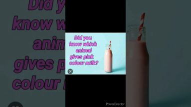 why a hippo's milk is pink🤔. #shorts #viralshorts #shinewithshorts #pink