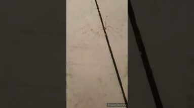 Long legs spider 🕵🏻‍♂️#shorts # viralshorts #ytshorts #shinewithshort