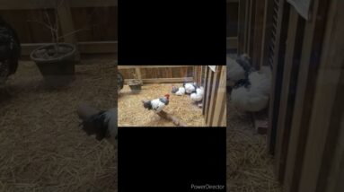 Rooster lovers hit the like button π #shorts #viralshort #ytshorts #shinewithshort #rooster #hen 10 Rooster lovers hit the like button π #shorts #viralshort #ytshorts #shinewithshort #rooster #hen