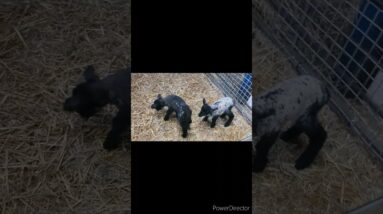 Cute little black lambs 🐑 😍🥰  #shorts #viralshort #ytshorts #worldwide #animals #sheep #usa