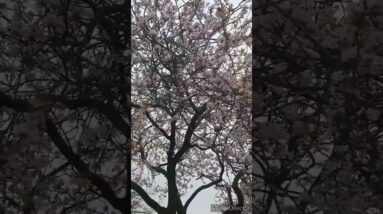 PATHWAY UNDER CHERRY BLOSSOM TREE #shorts #cheeryblossom