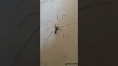 OMG Scary creature😱😨 #shorts #viralshort #ytshorts #worldwide #shinewithshort #insects