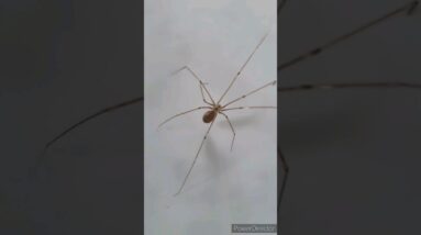 OMG Scary creature😱😨 #shorts #viralshort #ytshorts #worldwide #shinewithshort #insects