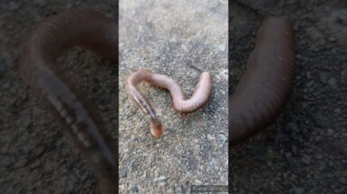 OMG Scary creepy creature😱😨 #shorts #viralshort #ytshorts #worldwide #shinewithshort #insects