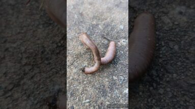 earth worm warming up🤩🥰 #shorts #viralshort #ytshorts #worldwide #shinewithshort #insects