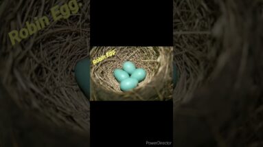 Cutest Eggs😲😯 #shorts #viralshort #viralreel #shortfeeds #birds  #naturebeauty