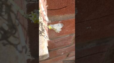 OMG how cute Butterfly😍😲 #shorts #viralshort #tiktok #worldwide #ytshorts #insects