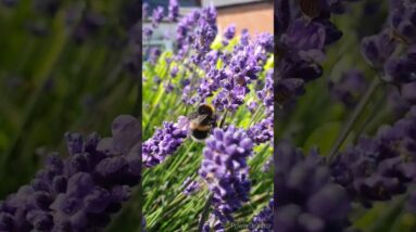 Sweet little bumblebee😍🤩 #shorts #viralshort #bumblebee #tiktok #worldwide #shinewithshort