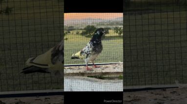 Cute pigeons for pigeon's lovers😍🥰 #shorts #birdshort #viralshort #worldwide #tiktok #shinewithshort