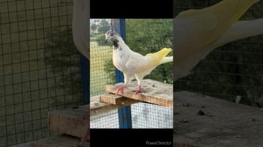 Cute pigeons for bird's lovers🥰😍 #shorts #viralshort #worldwide #tiktok #ytshorts #birds #pigeon
