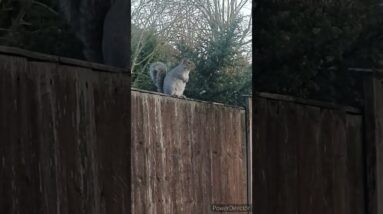 angry squirrel🥰😍 #shorts #viralshort #tiktok #worldwide #shinewithshort #animal #squirrel