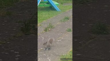 Cutie hungry Squirrel🥰😍 #shorts #viralshort #tiktok #worldwide #squirrel #animals #shinewithshort