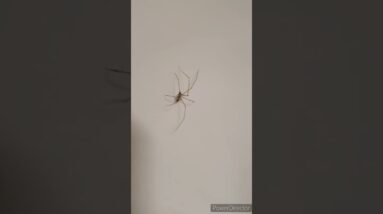 OMG scary creature😱😳 #shorts #viralshort #tiktok #worldwide #insect #spider  #shinewithshort