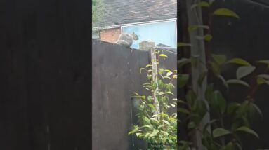 Cute squirrel😍🤩 #shorts  #tiktok #ytshorts #animal  #squirre l#shinewithshorts #trending