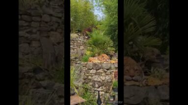 OMG Tiger's natural environment🥰😍 #shorts #viralshort #tiktok #worldwide #ytshort #tiger #wildlife