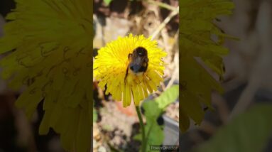 Cute bumblebee🥰😍 #shorts #viralshort #worldwide #tiktok #insects #bumblebee #flowers #shinewithshort