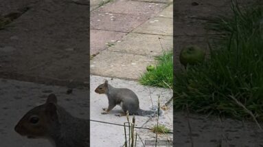 Cute pet Squirrel🥰😍 #shorts #viralshort #worldwide #tiktok #animals #Squirrel #ticklish #chipmunk