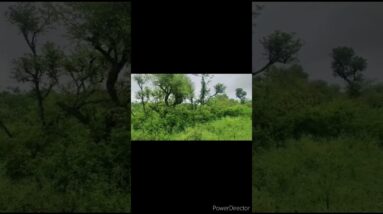 Relaxing green colour😌🥰 #shorts #viralshort #worldwide #tiktok #shinewithshort #instagram