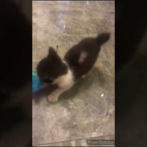 Cute kitten playing  Peek-a-boo🥰🐈 #shorts #animals #cat #cats #kitten #youtube #shinewithshort