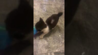 Cute kitten playing  Peek-a-boo🥰🐈 #shorts #animals #cat #cats #kitten #youtube #shinewithshort