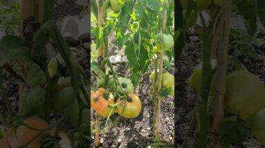 Home Grown Giant Tomatoes🥰🤩 #viralshorts #viralvideo #gianttomato #tiktok #youtube #shinewithshort