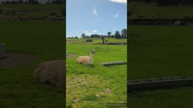 Cutiest Lama posing for video😍🤩 #shortsvideo #viralshorts #shortfeed #lama #tiktok #animal #pet