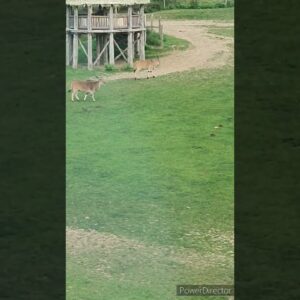 Beautiful View from Chessington safari Hotel🥰😍 #viralvideo #viralshort #worldwide #tiktok #animals