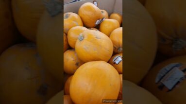 Gigantic Spooky Halloween Pumpkins👁☠️ #viralshort #viralvideo #worldwide #ytshort #spooky #halloween