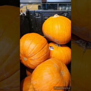 Last minute halloween pumpkin shopping👁👻 #viralshort #viralvideo #worldwide #halloween #spooky