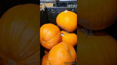 Last minute halloween pumpkin shopping👁👻 #viralshort #viralvideo #worldwide #halloween #spooky