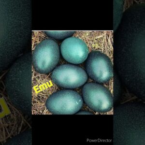 World's unique bird's eggs #trendingshorts #viralshort #viralvideo #worldwide #eggs #youtubeshorts