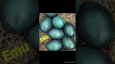World's unique bird's eggs #trendingshorts #viralshort #viralvideo #worldwide #eggs #youtubeshorts