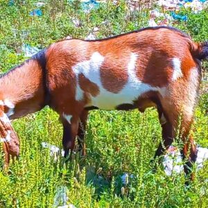 Modren goat farm goat lovers kay liya/ kurbani ka bakra setup #animalbrand#wildlife