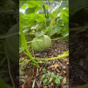 Pumpkin field😍🤩 #trendingviralshorts #trendingshorts #trending #Pumpkin #halloween