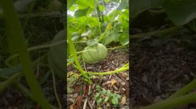 Pumpkin field😍🤩 #trendingviralshorts #trendingshorts #trending #Pumpkin #halloween